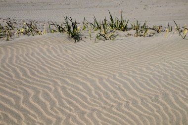 Sahildeki bir sahil bölgesinde marram otuyla dalgalanan kum.