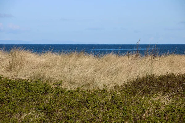 Marram Grass Coastal Weeds Beach Location — Stock Photo, Image