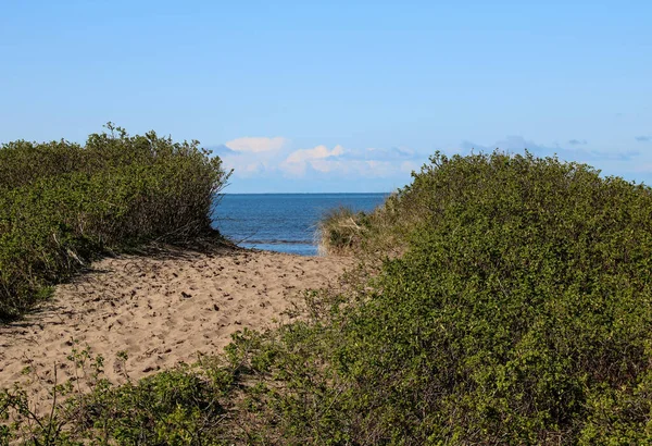 Pathway Coastal Vegetation Sandy Beach — Stock Photo, Image