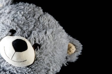 Gri ayıcık kafası siyah çerçeveye bakıyor.