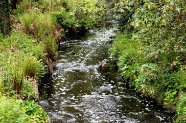 Ormanın içinden akan küçük bir nehir.