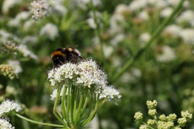 Yabani bir çiçeği tarlada dölleyen yaban arısı