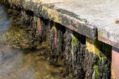 Eski bir liman iskelesine bağlı yosun ve kabuklu deniz hayvanları.