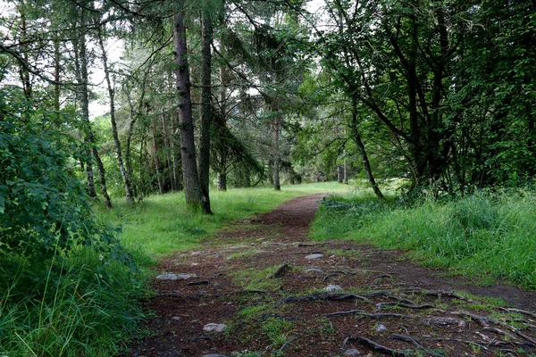 Sendero Áspero Través Del Bosque Los Pantanos Escocia — Foto de Stock