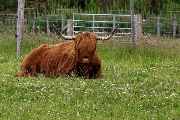 Vaca Montañosa Escocesa Descansando Campo Cercado Imágenes de stock libres de derechos