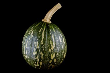 Kabak ___ 'dan Borneo