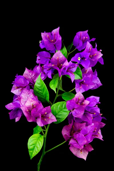 Begonvil Blooms siyah arka plan üzerine