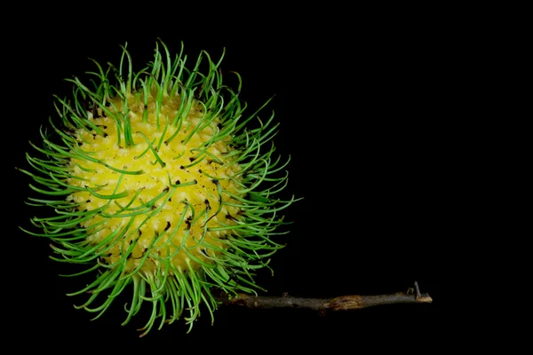 RAMBUTAN gyümölcs Borneo-fekete háttér — Stock Fotó