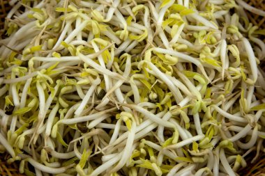 Taze Soya fasulyesi vuruyor