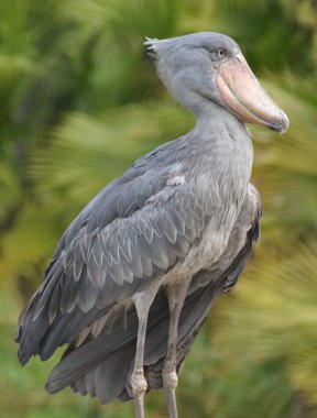 shoebill leylek (balaeniceps rex)