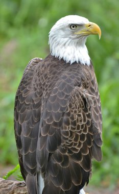 Ormanın içinde yetişkin kel kartal