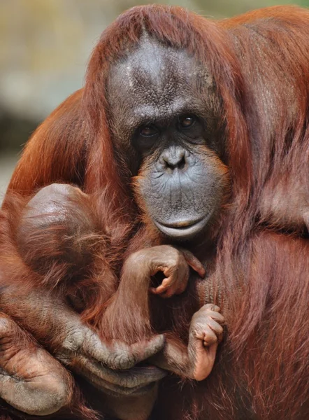 Sumatra Orangután Madre y Bebé — Foto de Stock