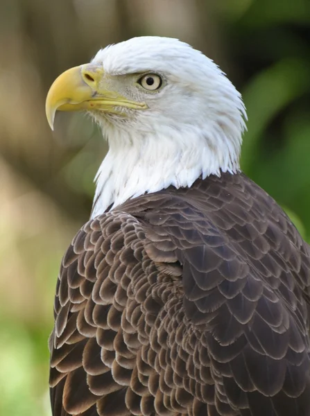 Aquila calva adulta nella foresta — Foto Stock