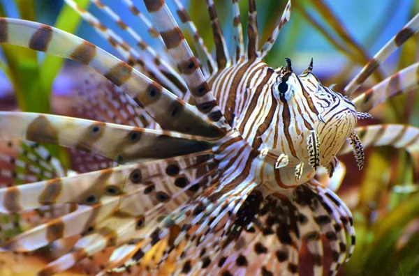 Lionfish vagy a skorpióhal — Stock Fotó