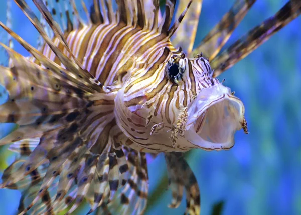 Lionfish vagy a skorpióhal — Stock Fotó