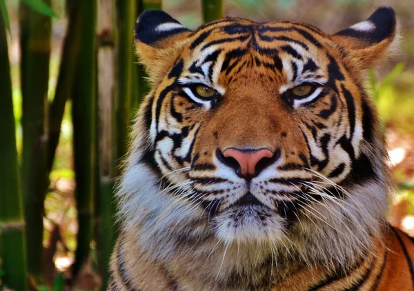 Tigre na frente de bambu — Fotografia de Stock