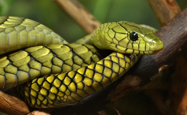 Зелена мамба (Dendroaspis viridis) — стокове фото