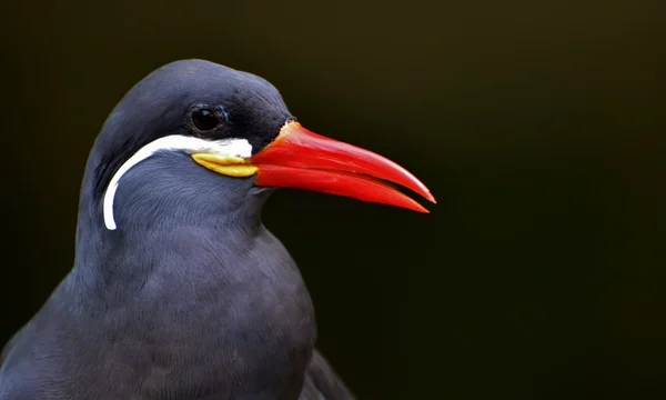 Tern inca (Larosterna inca ) — Fotografia de Stock