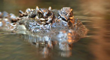 Bataklıkta Amerikan timsah