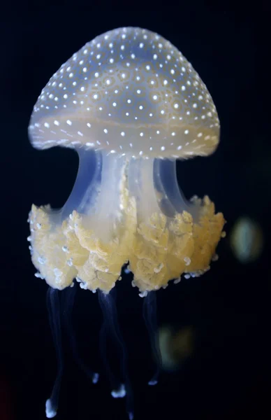 Medusas de manchas blancas (Phyllorhiza punctata ) —  Fotos de Stock