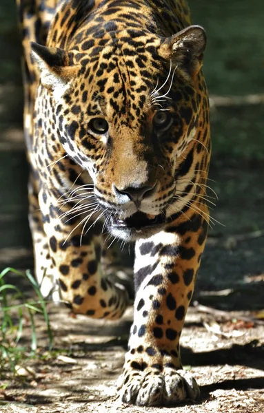 Jaguar caminando hacia adelante — Foto de Stock