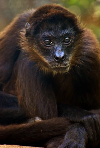 Singe araignée (Ateles marginatus) ) — Photo