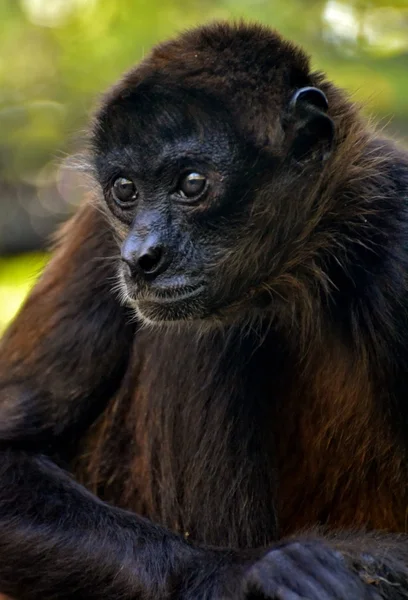 Паук-обезьяна (Ateles marginatus) ) — стоковое фото