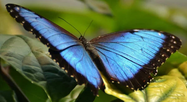 蓝蝴蝶，蓝蝴蝶 — 图库照片