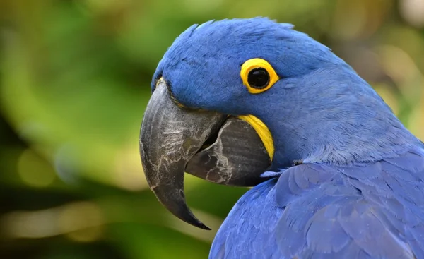 Guacamayo jacinto azul —  Fotos de Stock