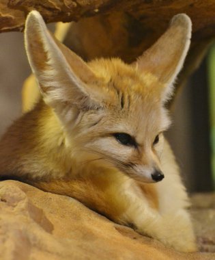 Fennec Fox (Vulpes zerda) clipart