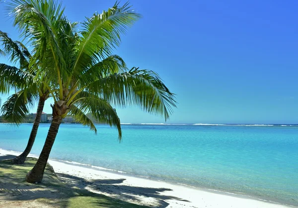 Palmera en una playa tropical — Foto de Stock