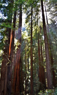 Redwood Trees at Muir Woods clipart