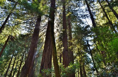 Muir Woods Sekoya ağaçları