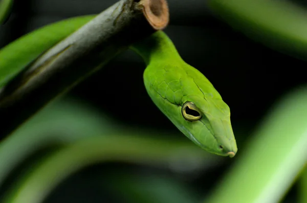 緑色茎系統のヘビ — ストック写真