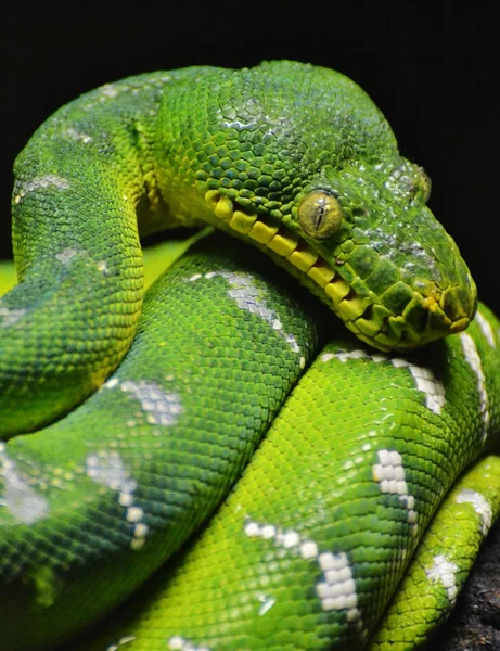 Зелене дерево Python — стокове фото