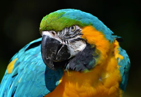 Guacamayo azul y amarillo —  Fotos de Stock