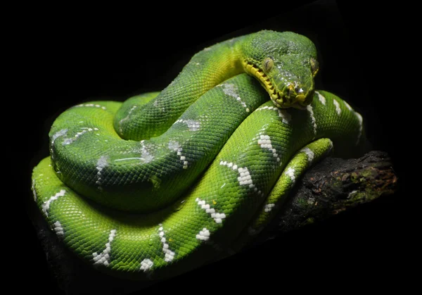 Árvore verde python — Fotografia de Stock
