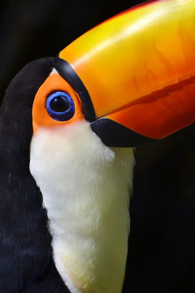 Toucan πορτρέτο — Φωτογραφία Αρχείου