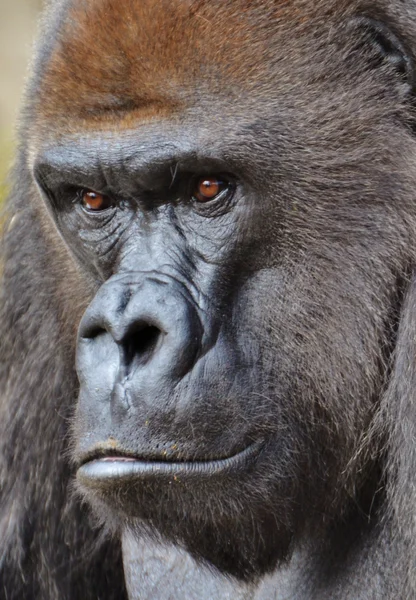 Erkek goril — Stok fotoğraf