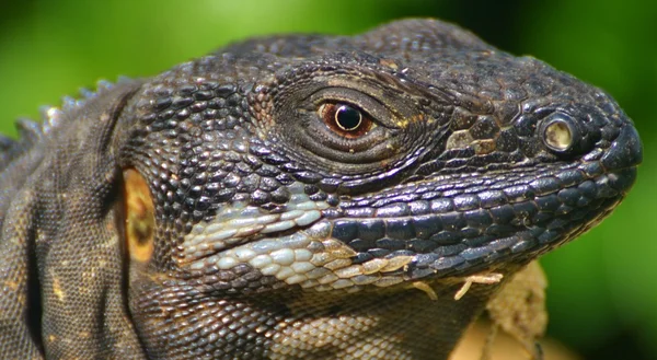 Iguana — Stock Photo, Image