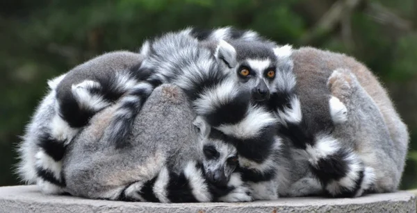 Familj av ring-tailed lemurer — Stockfoto