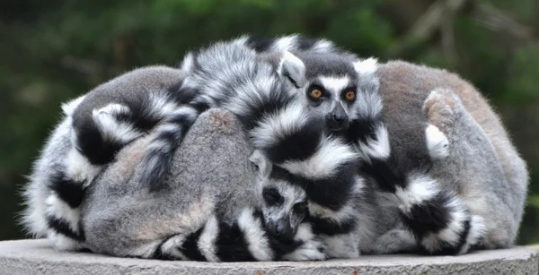 Familia de lémures de cola anillada — Foto de Stock