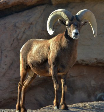 Bighorn koyun (Ovis canadensis)
