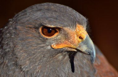 Harris Hawk (Parabuteo unicinctus)