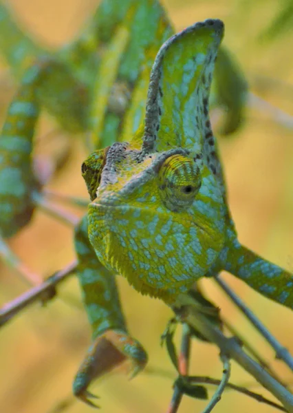 Chameleon — Stock Photo, Image