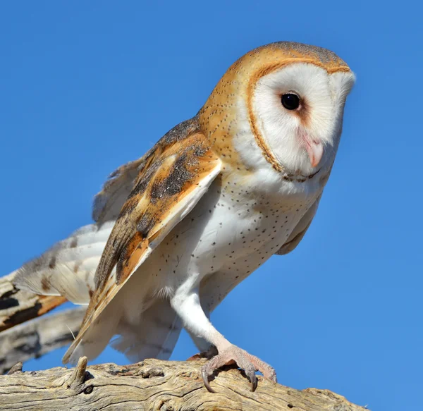 Schleiereule — Stockfoto