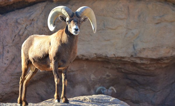Bighorn Sheep (Ovis canhensis)
)