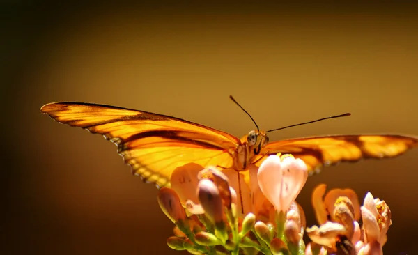 Помаранчева метелик — стокове фото