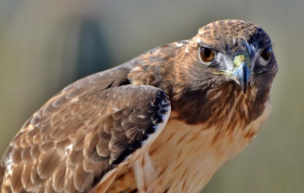 Röd - tailed hök — Stockfoto