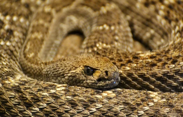 Горбиста гримуча змія — стокове фото